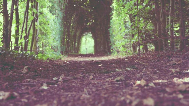 How To Get In Touch With Cricbet99 Customer Care?